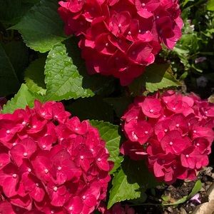 Meet your Posher, Robin